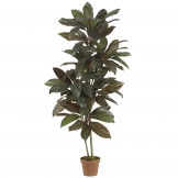 5 foot Cordyline Plant: Potted