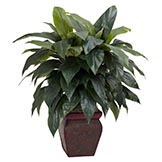 35 inch Cordyline in Decorative Vase