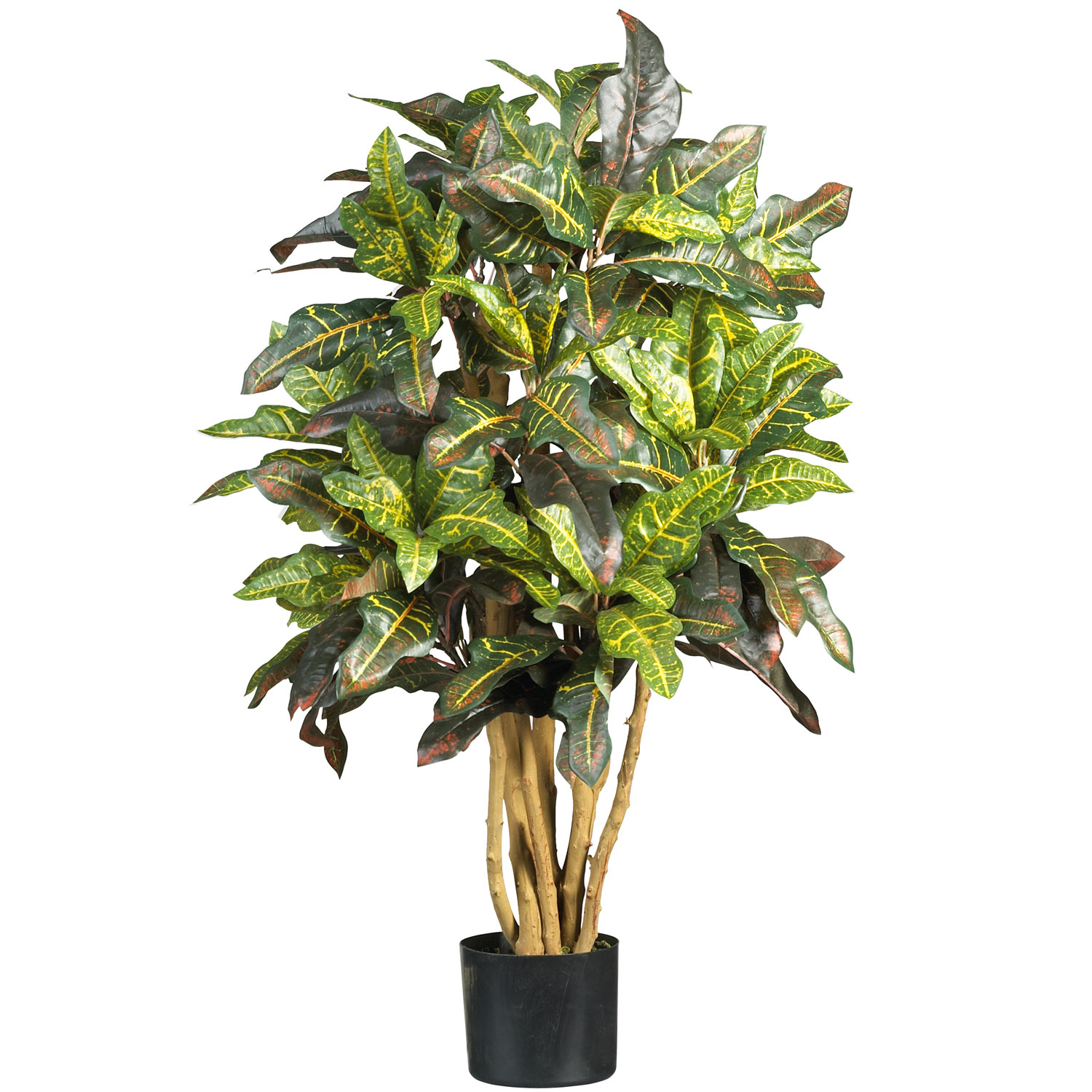 3 Foot Croton Tree: Potted