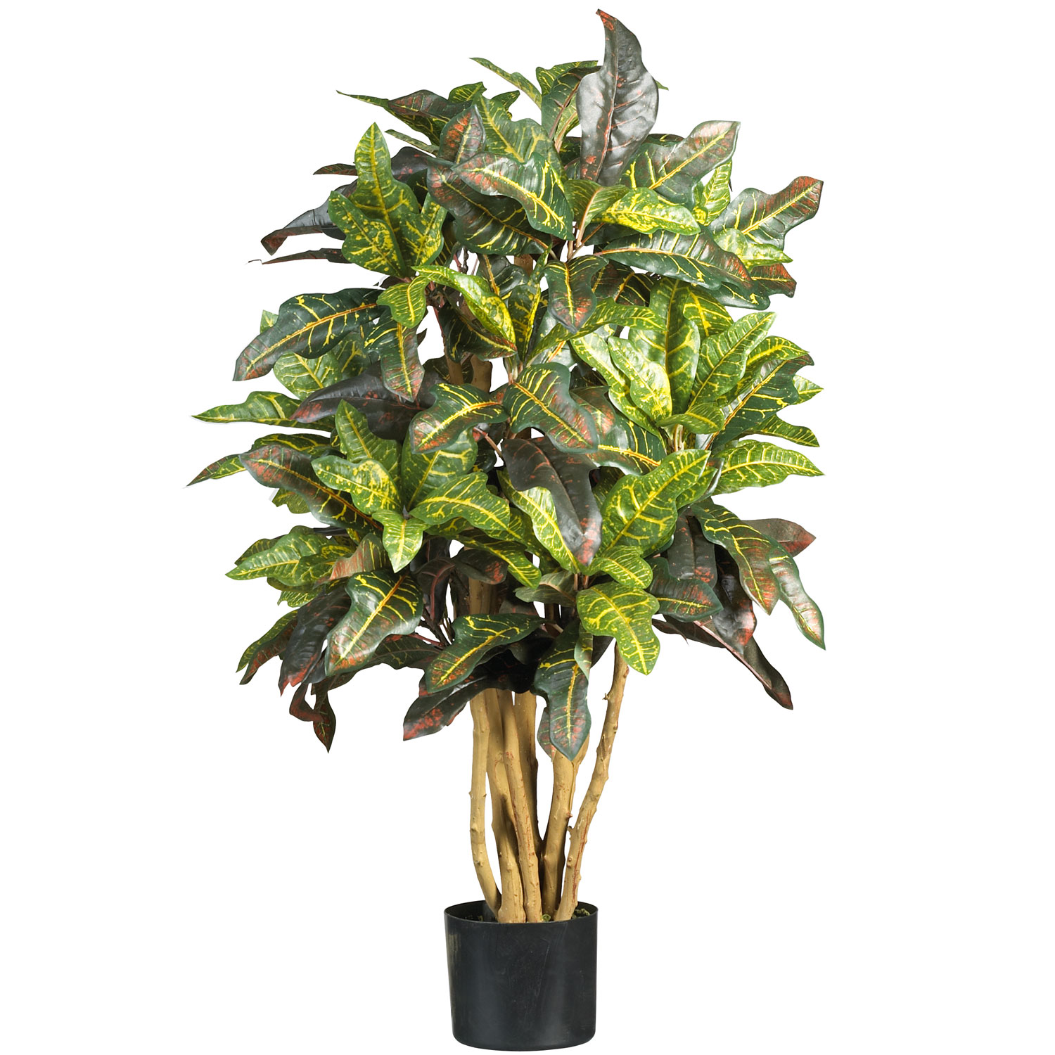 3 foot Croton Tree: Potted