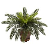 15 inch Cycas Palms in Hexagon Planter