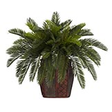 19 inch Double Cycas Palms in Planter