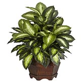 19 inch Golden Dieffenbachia in Planter