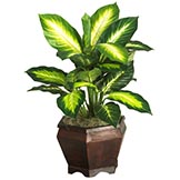 20.5 inch Golden Dieffenbachia in Wood Vase