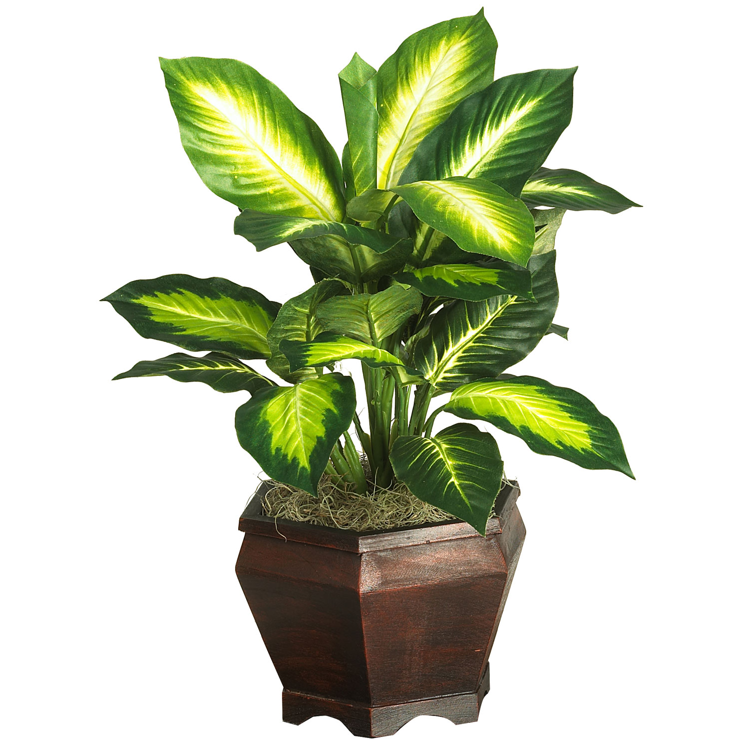 20.5 Inch Golden Dieffenbachia In Wood Vase