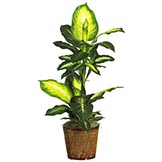 42 inch Golden Dieffenbachia in Basket