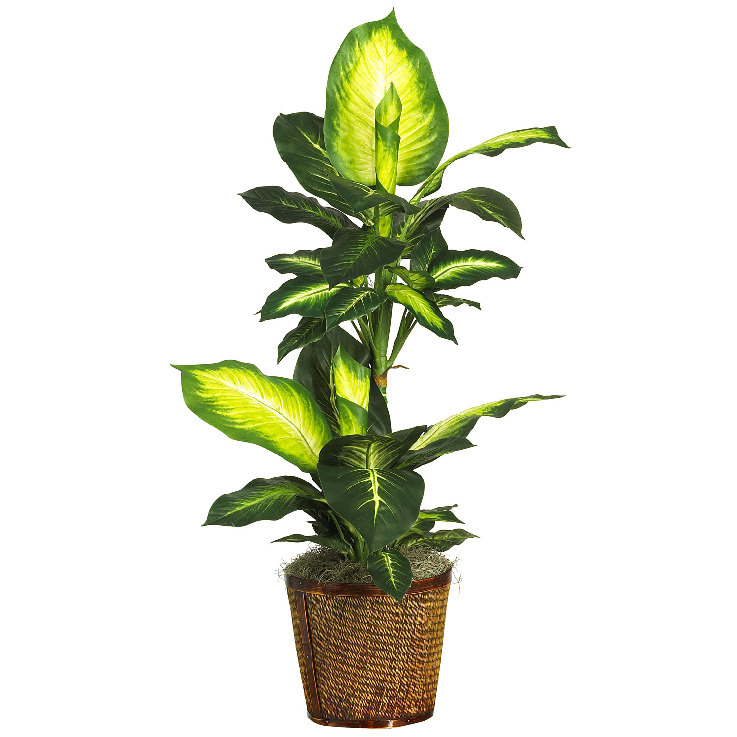 42 inch Golden Dieffenbachia in Basket