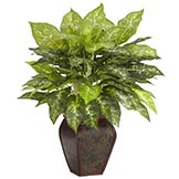 23 inch Dieffenbachia in Decorative Planter