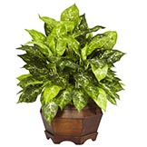 24 inch Variegated Dieffenbachia in Large Hexagon Planter