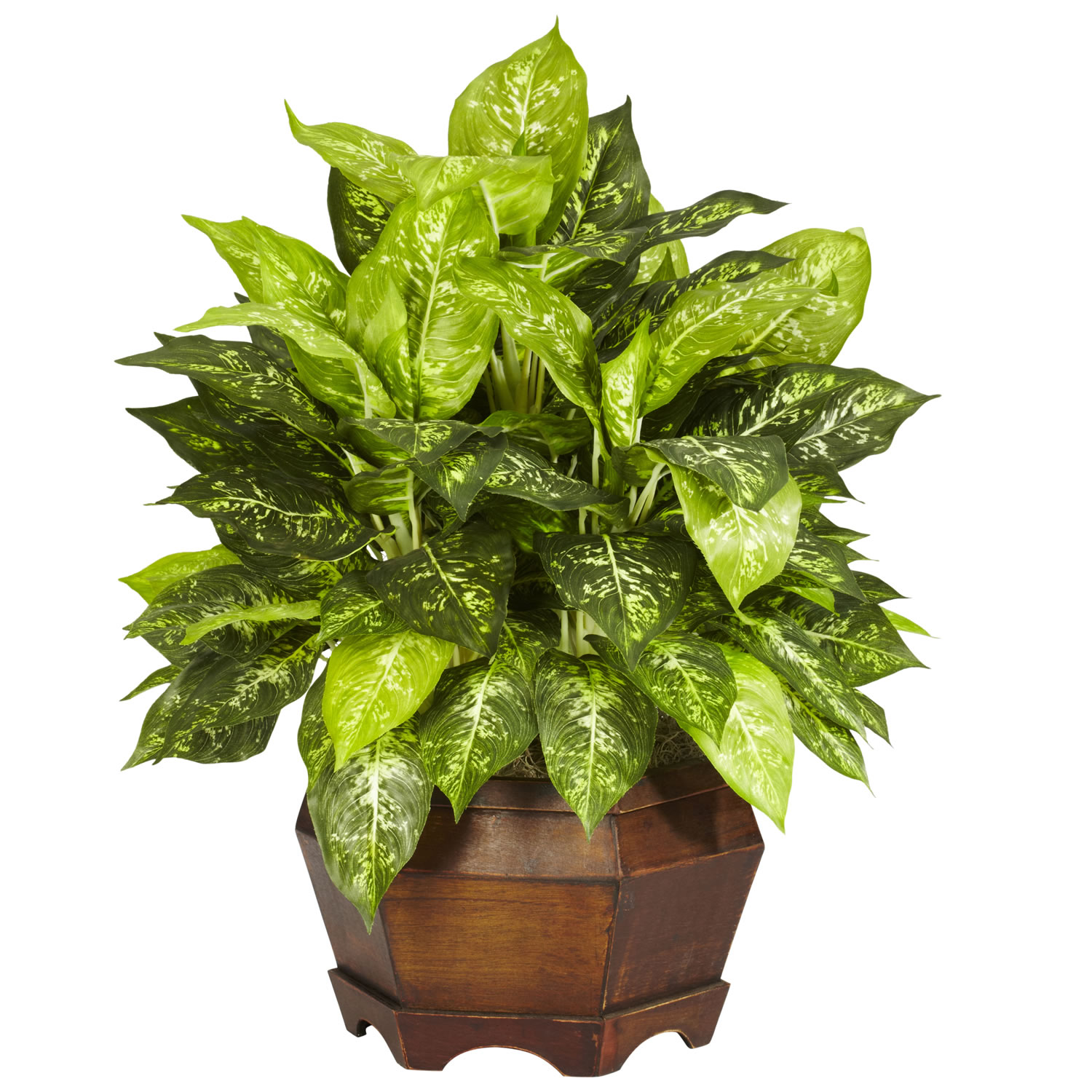 24 inch Variegated Dieffenbachia in Large Hexagon Planter