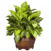 24 inch Variegated Dieffenbachia in Large Hexagon Planter