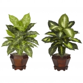 20.5 inch Assorted Dieffenbachia in Wood Vase (Set of 2)