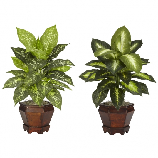20.5 inch Assorted Dieffenbachia in Wood Vase (Set of 2) | 6712-AS-S2