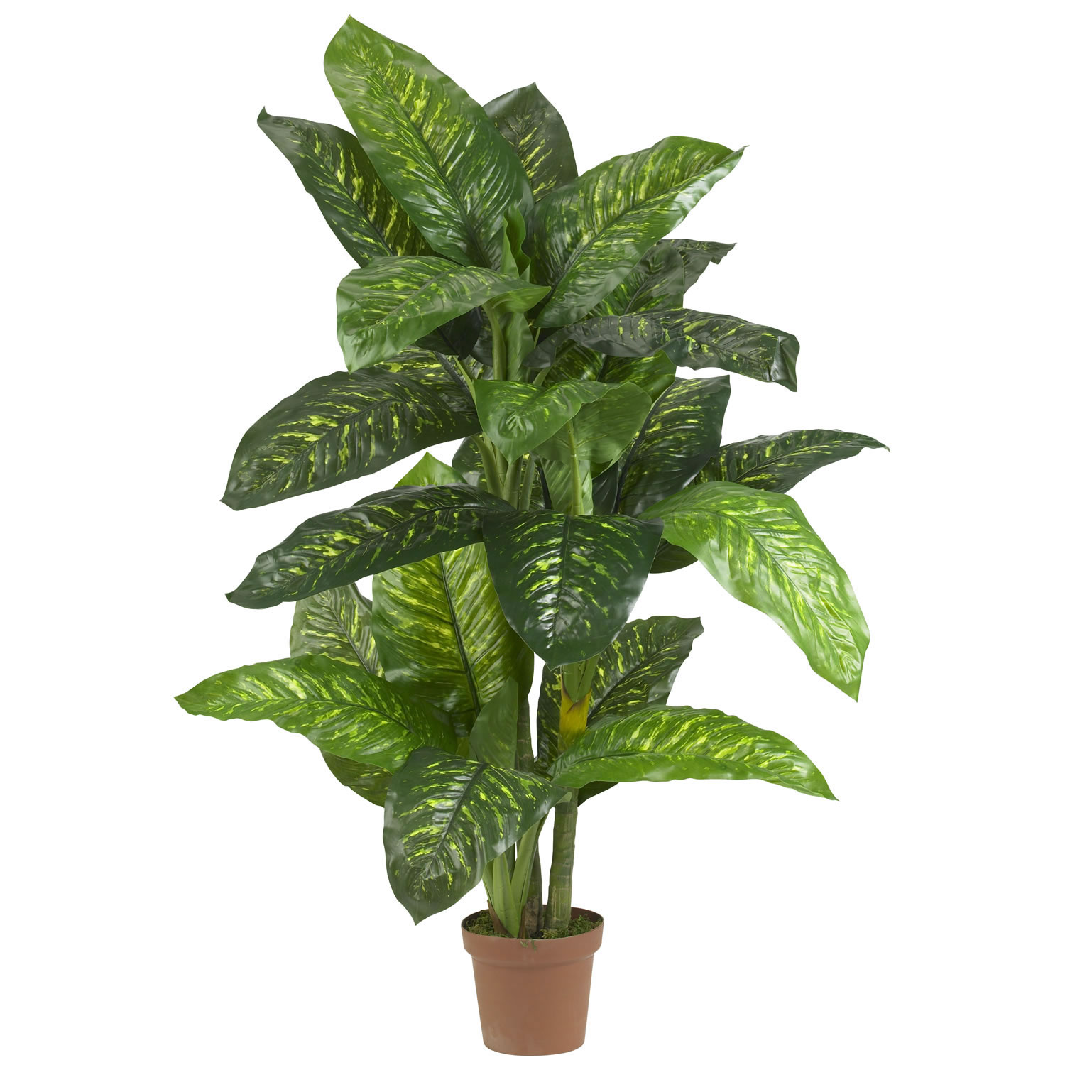 5 Foot Dieffenbachia: Potted