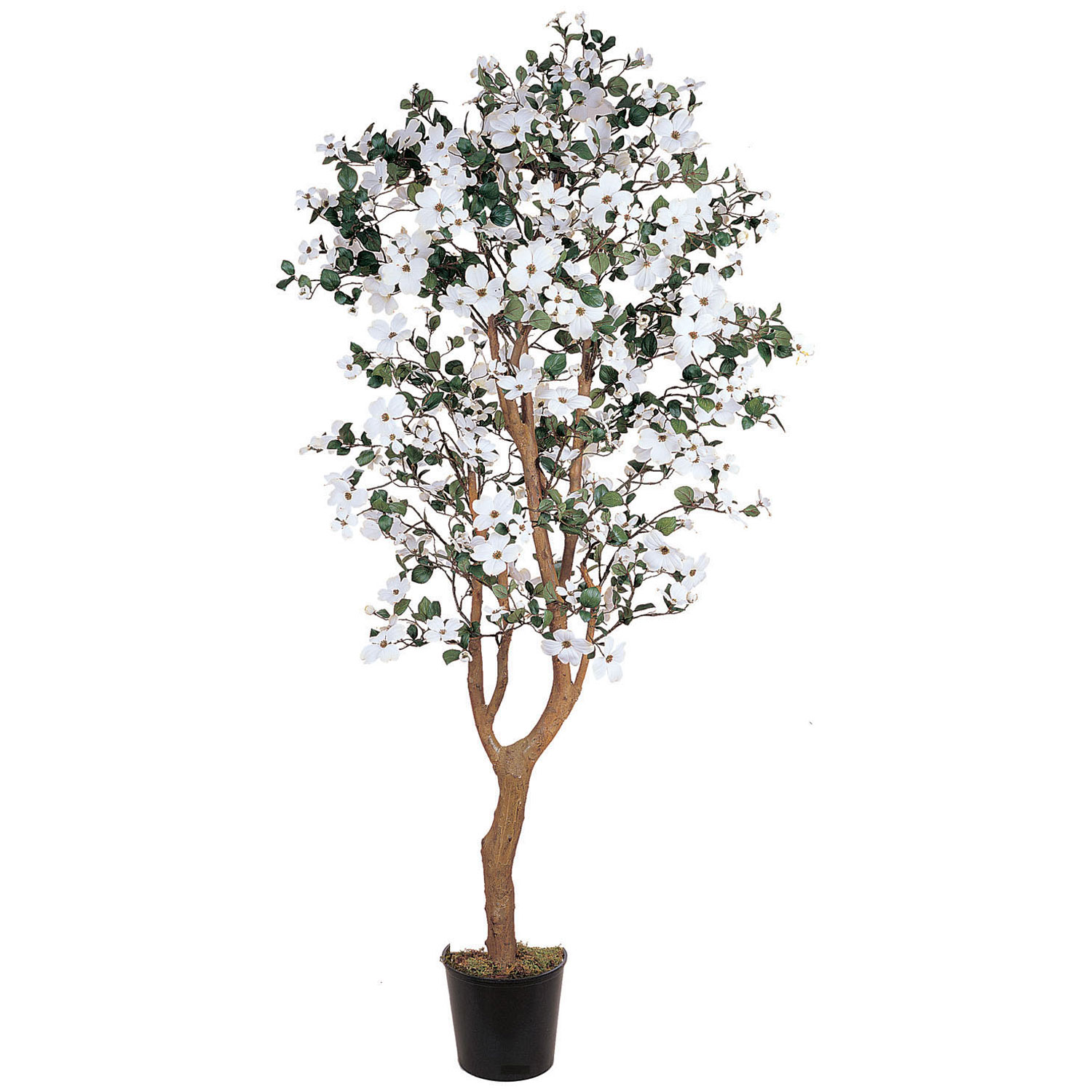 5 foot Dogwood Tree: Potted | 5019
