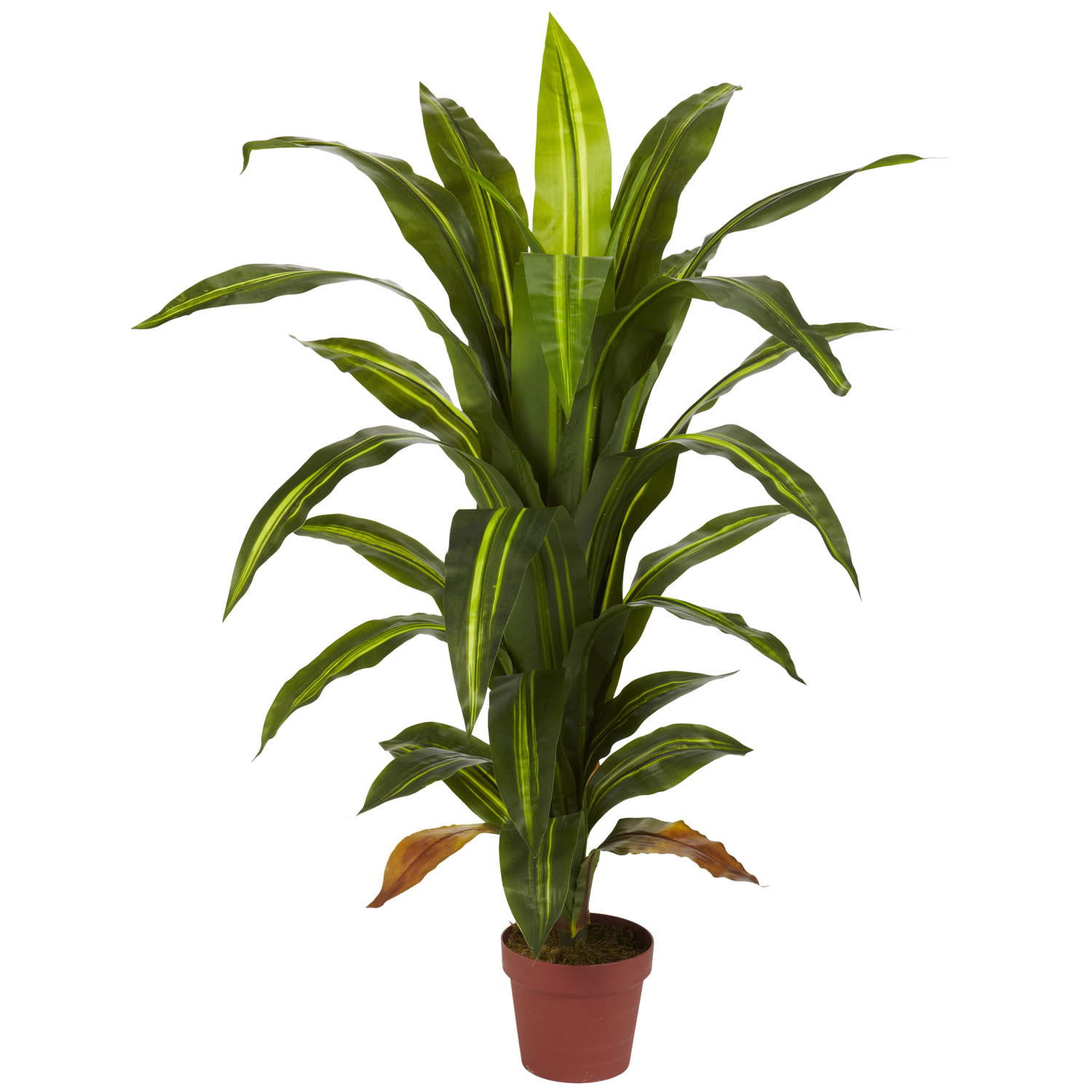4 foot Dracaena Plant: Potted