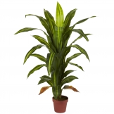 4 foot Dracaena Plant: Potted