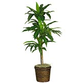 48 inch Dracaena in Basket