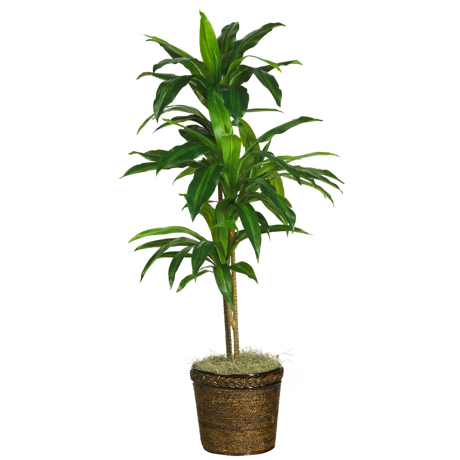 48 Inch Dracaena In Basket