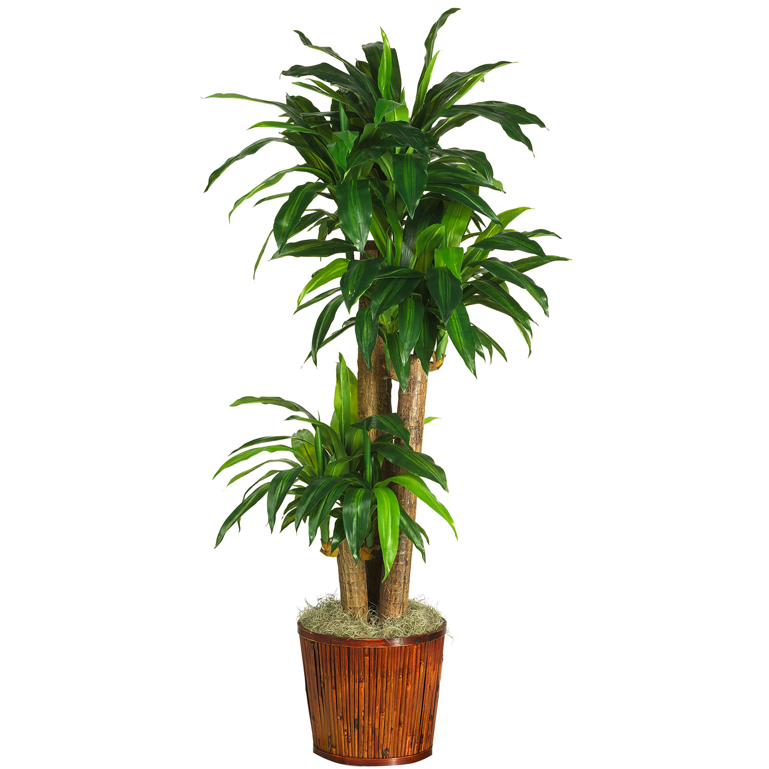 62 Inch Dracaena In Basket