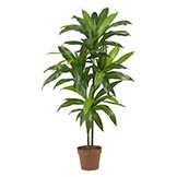48 inch Dracaena Tree: Potted
