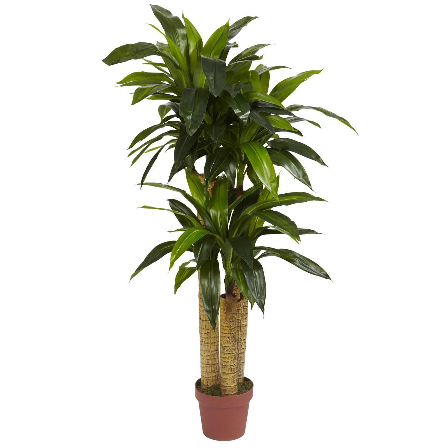 4 Foot Corn Stalk Dracaena: Potted