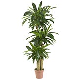 57 inch Corn Stalk Dracaena: Potted