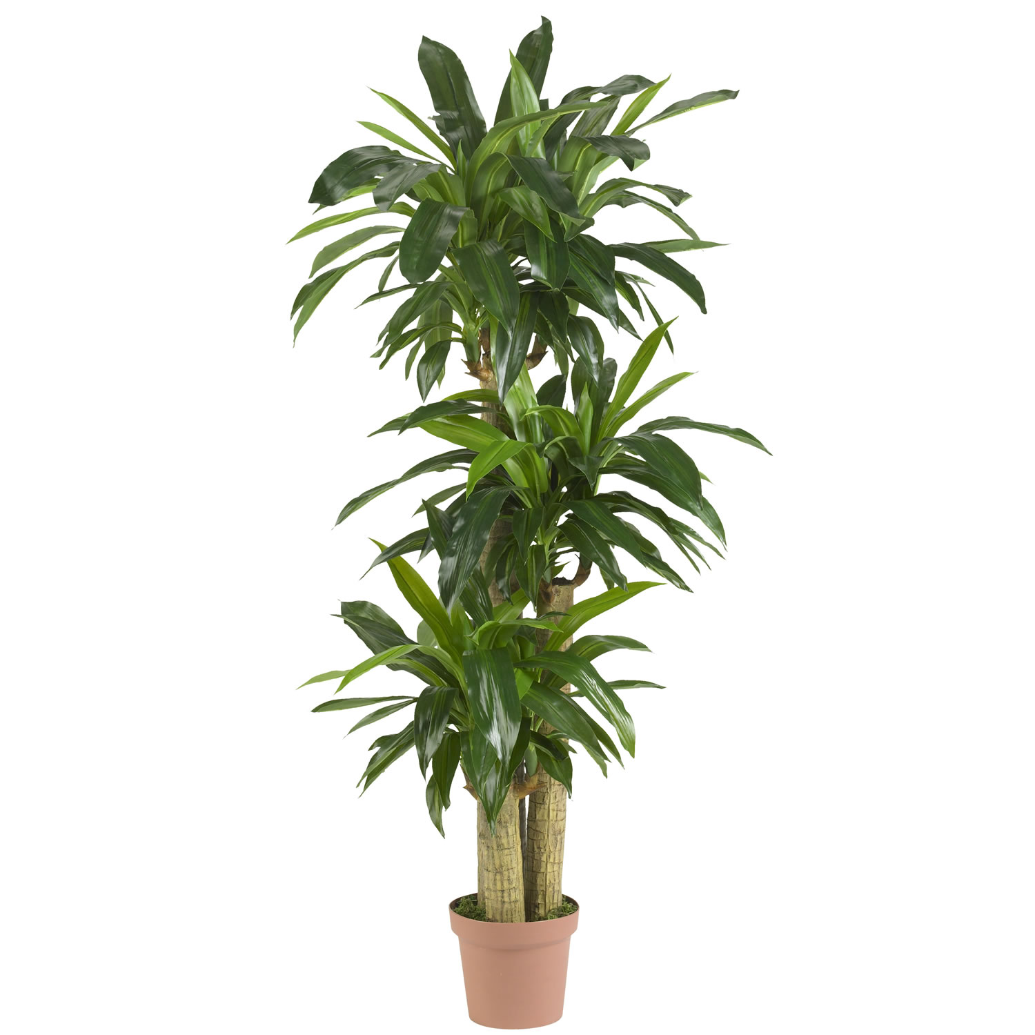 57 Inch Corn Stalk Dracaena: Potted