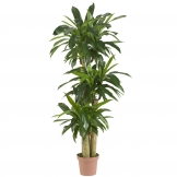 57 inch Corn Stalk Dracaena: Potted