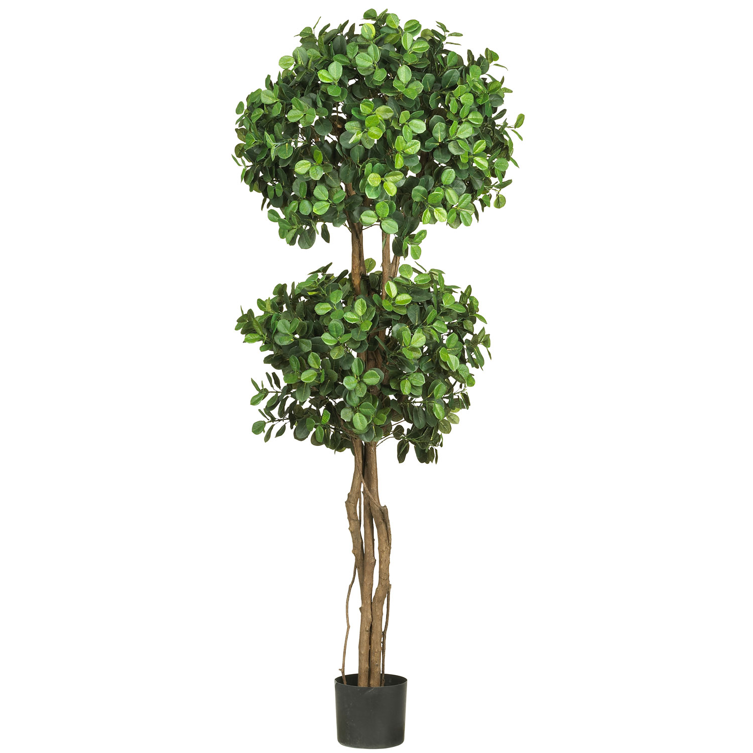 5.5 Foot Eucalyptus Double Ball Topiary: Potted