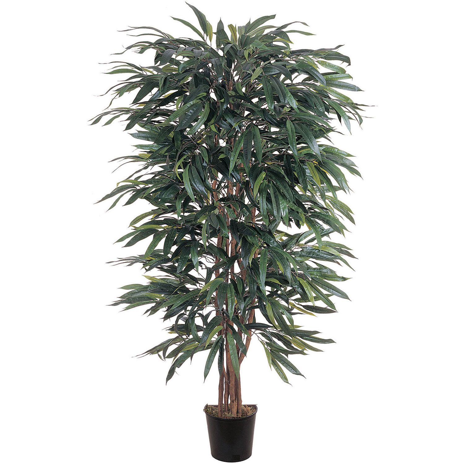 5 foot Weeping Ficus Tree: Potted