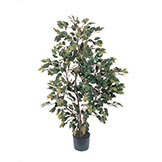 4 foot Ficus Tree: Potted