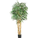 6 foot Weeping Ficus Tree: Potted