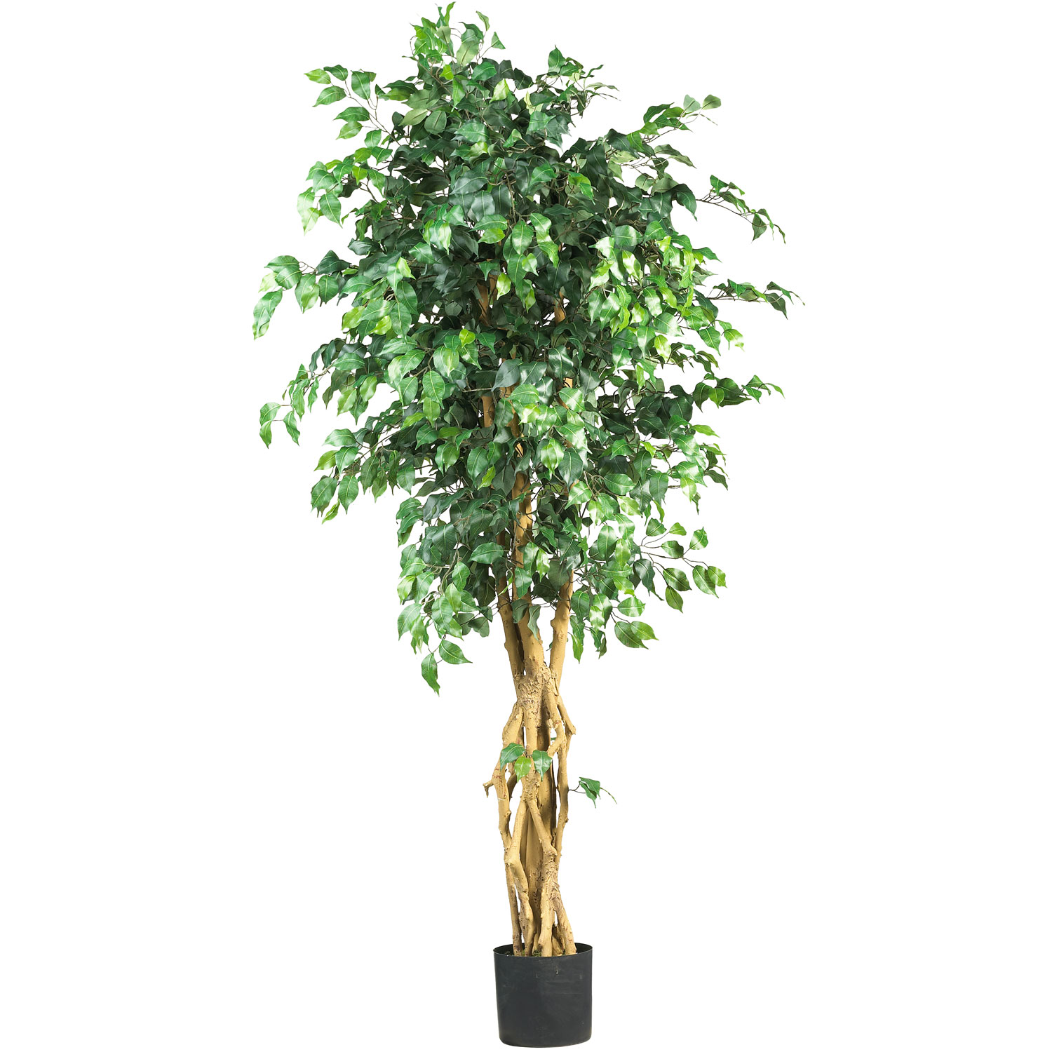 6 foot Palace Style Ficus Tree: Potted