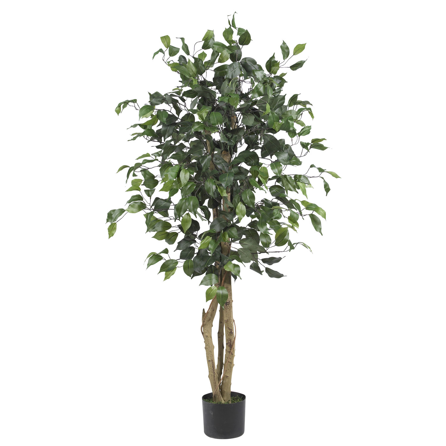 4 Foot Silk Ficus Tree: Potted