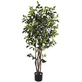 5 foot Ficus Bushy Tree: Potted