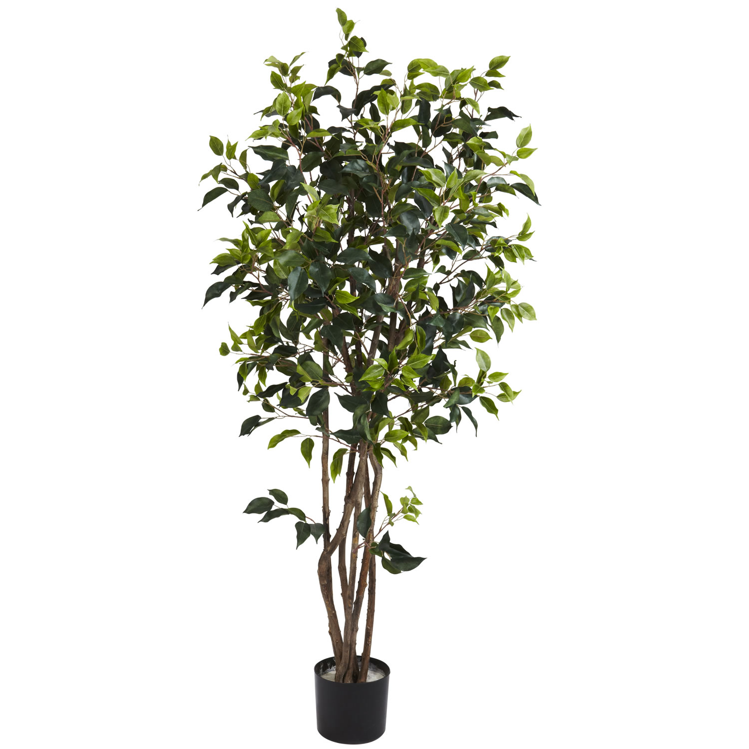 5 foot Ficus Bushy Tree: Potted