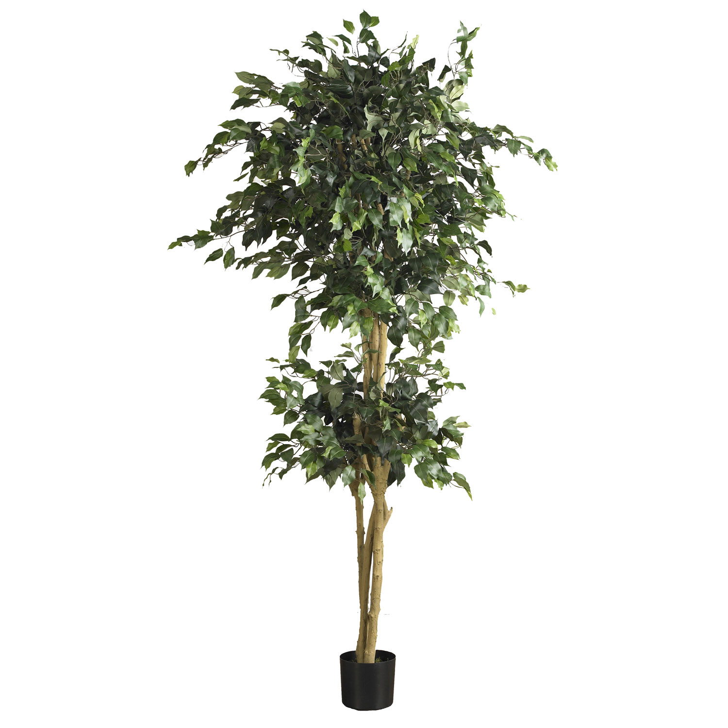 6 Foot Double Ball Ficus Tree: Potted