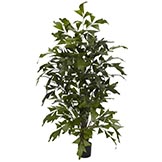 4.5 foot Fishtail Palm Tree: Potted