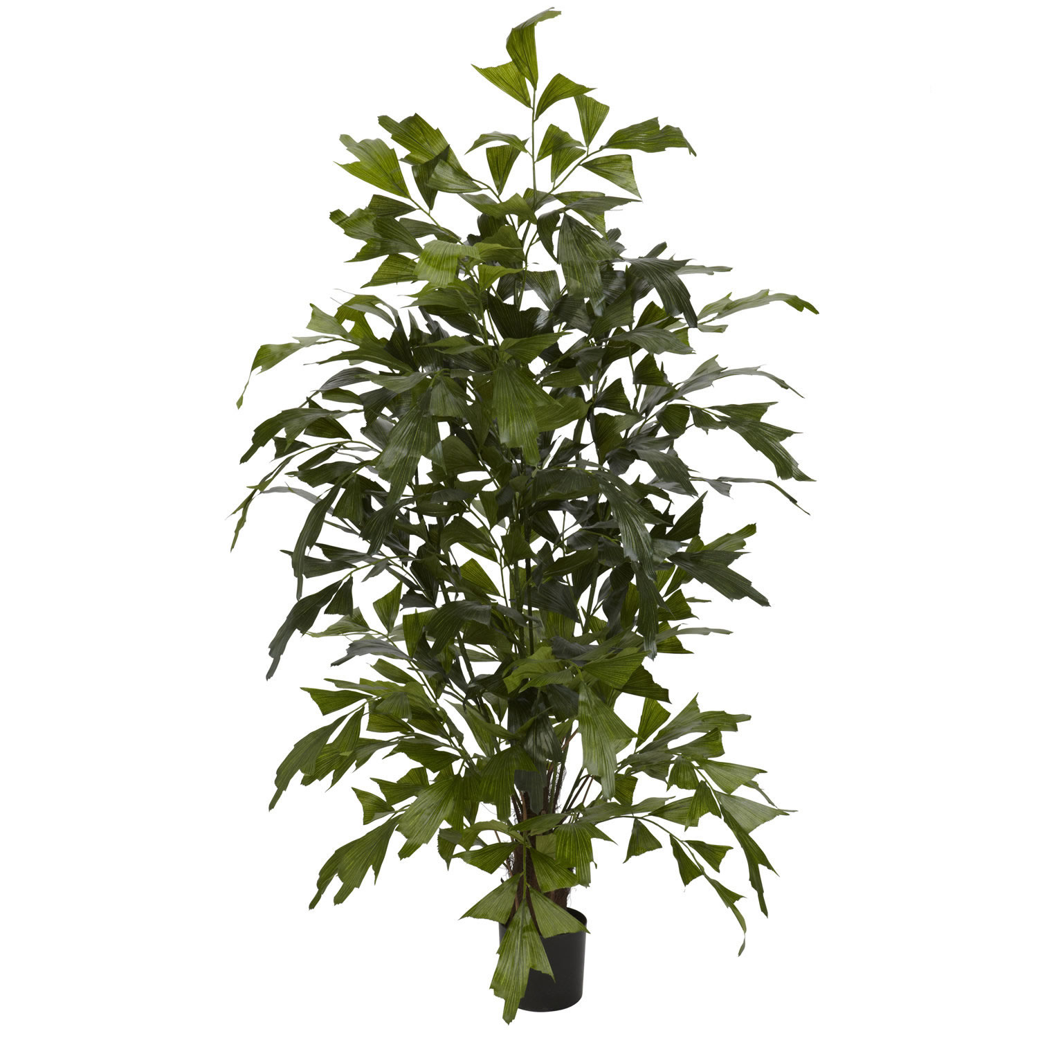 4.5 foot Fishtail Palm Tree: Potted