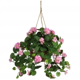 24 inch Pink Geranium in Hanging Basket