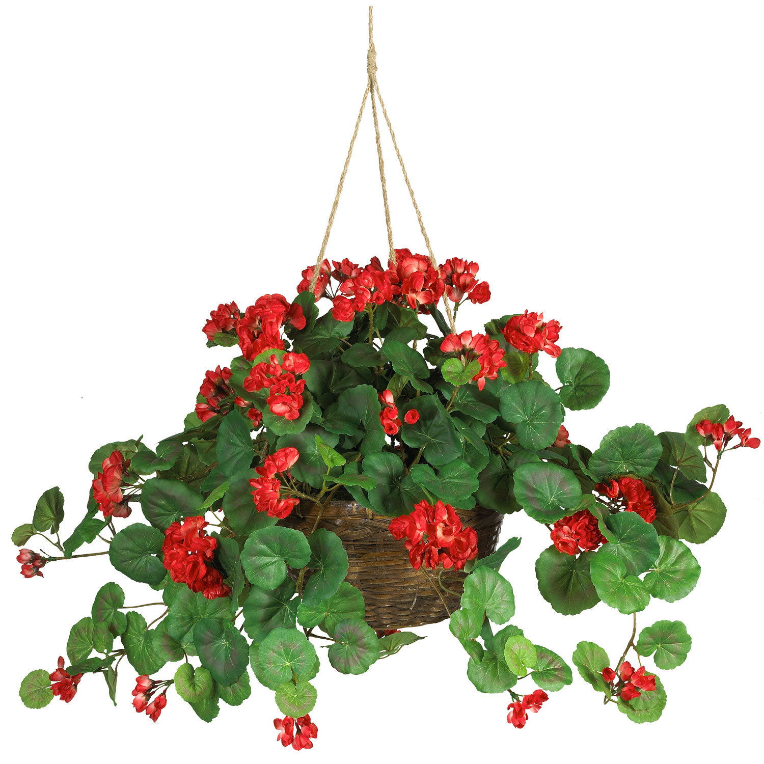 24 Inch Red Geranium In Hanging Basket