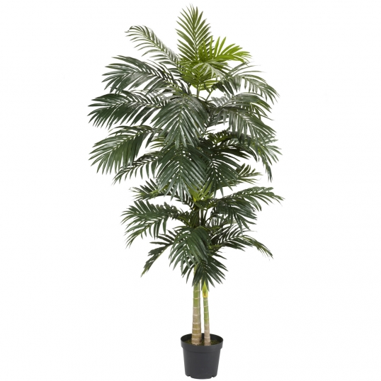 8 Foot Golden Cane Palm Tree Potted 5326