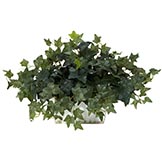 14 inch Ivy in White Wash Planter