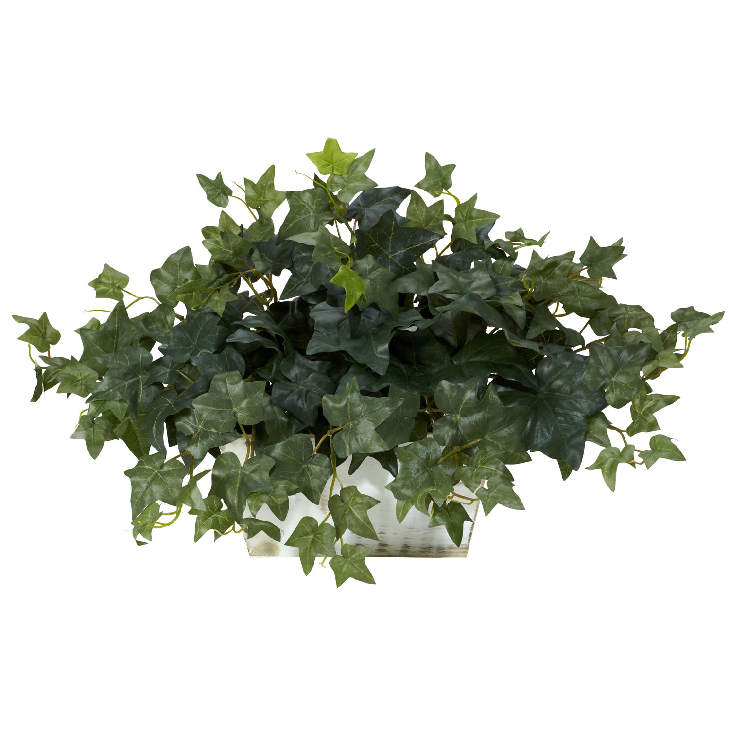 14 Inch Ivy In White Wash Planter
