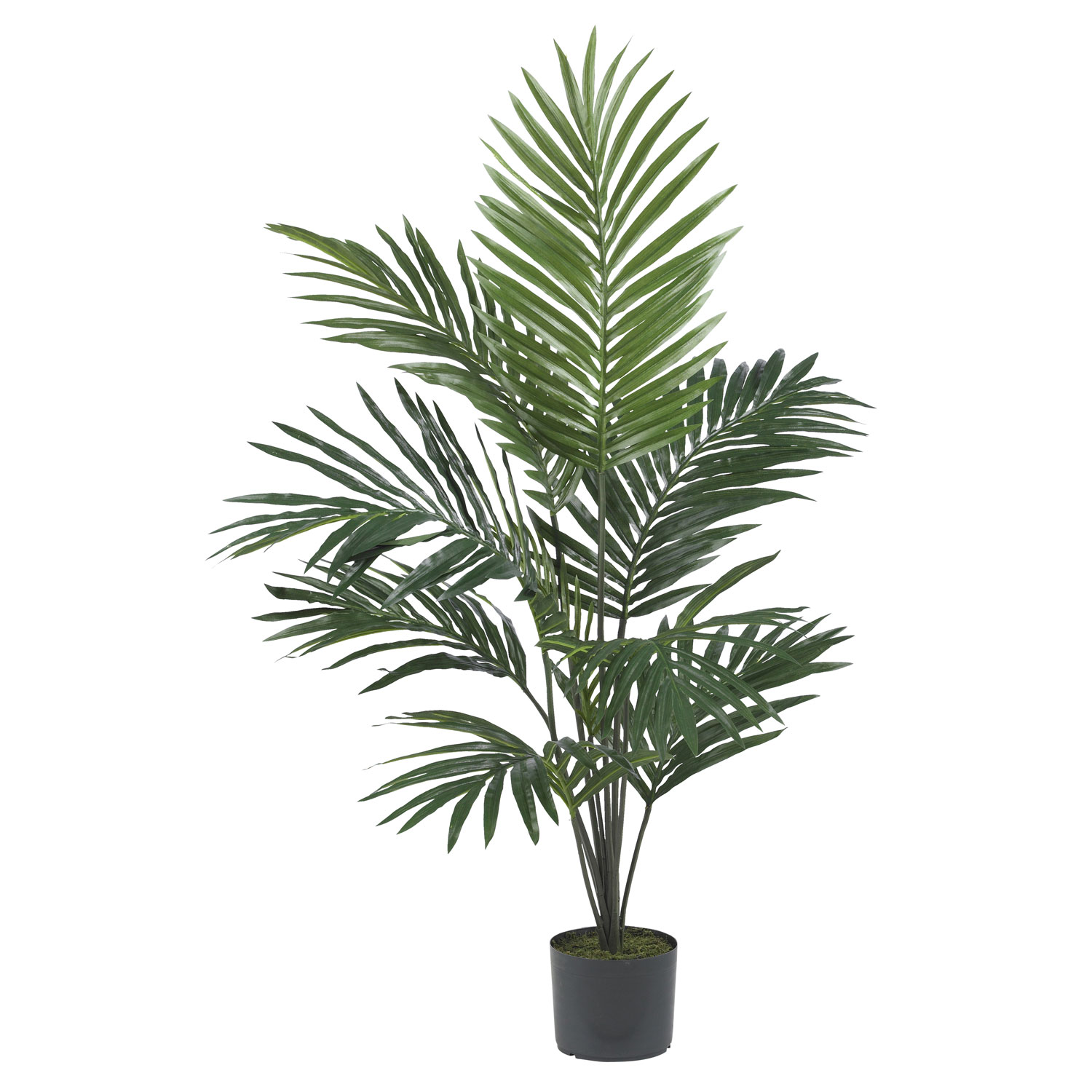 5 foot Kentia Palm Tree Potted 5296