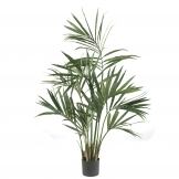 5 foot Kentia Palm Tree: Potted
