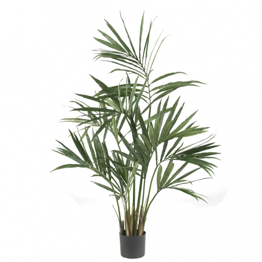 5 foot Kentia Palm Tree: Potted