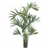 6 foot Kentia Palm Tree: Potted