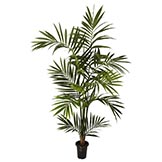 6 foot Kentia Palm Tree: Potted